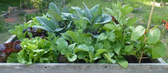 Agriculture urbaine: les jardins nourriciers