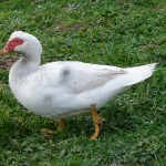 Solidarité canards